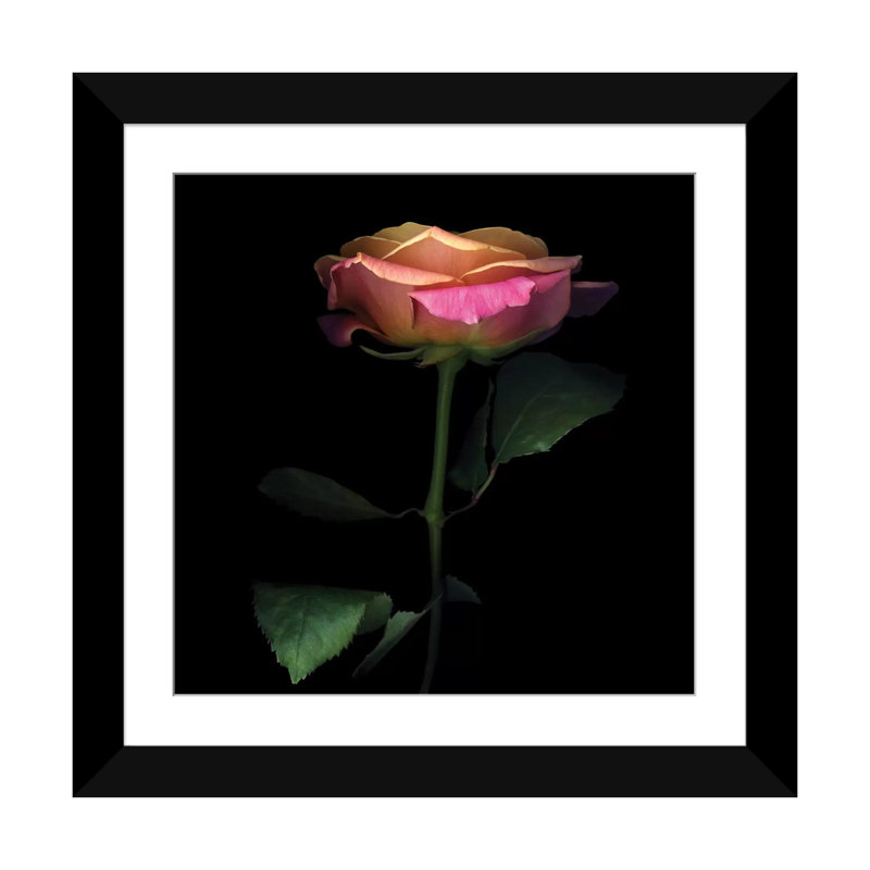 The Glowing Rose, reproduction de photo sur toile tendue, Papier d'art encadré noir, Blanc, H 24 po x l 24 po x P 1 po
