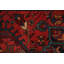Tapis de couloir traditionnel en laine 3 x 13
