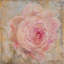 «Rose Gold II» par Debi Coules - Estampe numérique sur toile tendue avec châssis-21485461