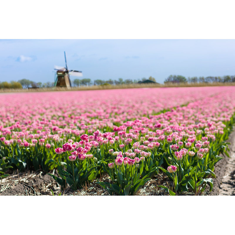 Tulip Fields by FamVeld - Wrapped Canvas Print, 30cm H x 46cm W
