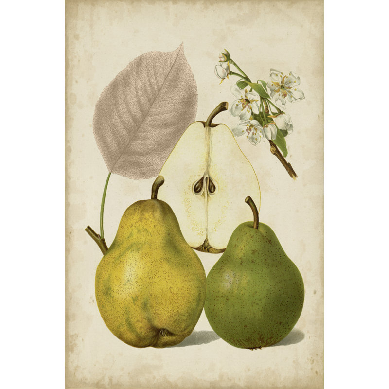 «Harvest Pears I», peinture sur toile, H 48 po x l 32 po