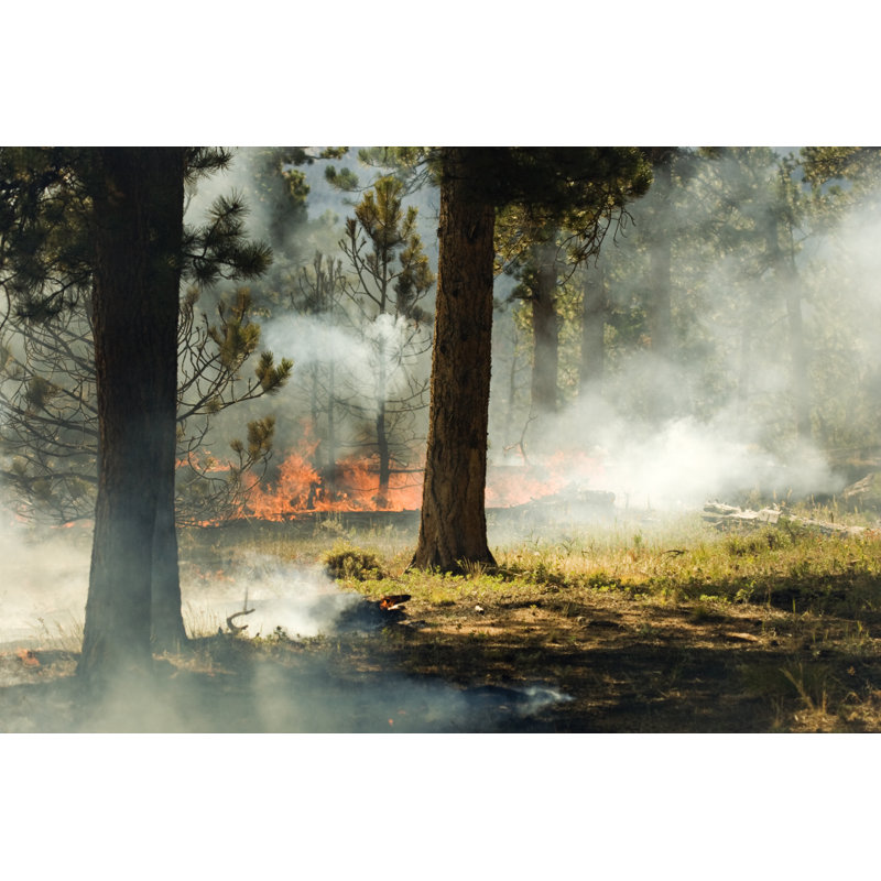 «Forest Fire» par Augusthour - Photographie sur toile tendue, L 12 po x H 8 po