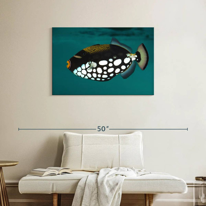 Clown Triggerfish Pet, H 24 po x l 36 po