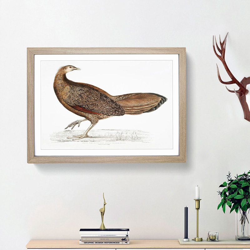 Argus Pheasant Illustration by John Edward Gray - Single Picture Frame Painting, Oak Framed, 45cm H x 63cm W x 2cm D
