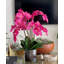 Blooming Orchid in Vase-931651913
