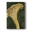 Chanterella I - galerie Cavas sur mesure-117862243
