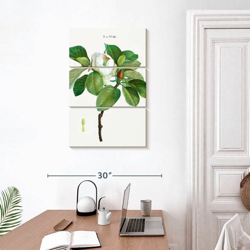 Harnek Magnolia Glauca, H 32 po x l 20 po