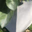Jardinières en pot-420575516