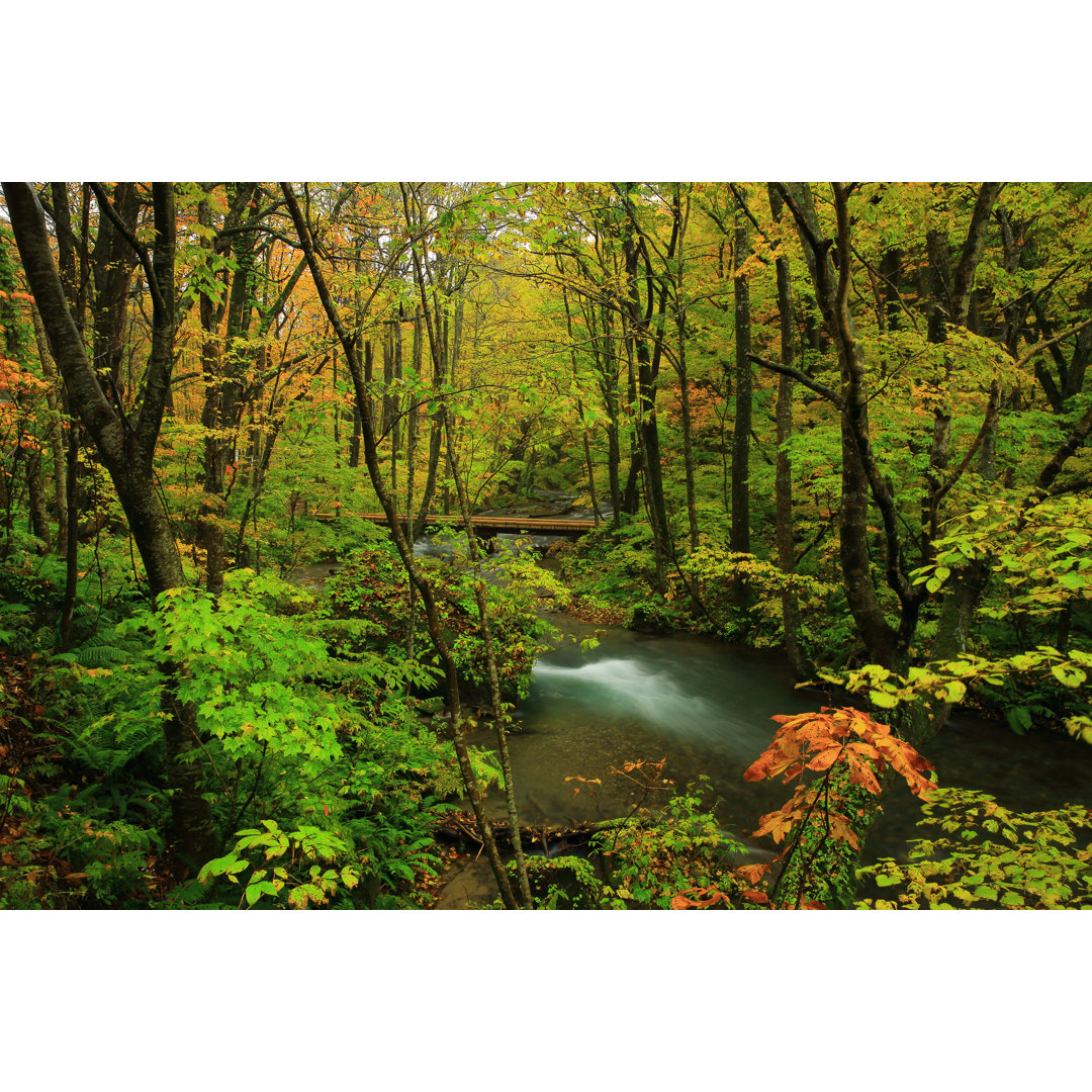 Leinwandbild Oirase Stream Of Autumn Leaves