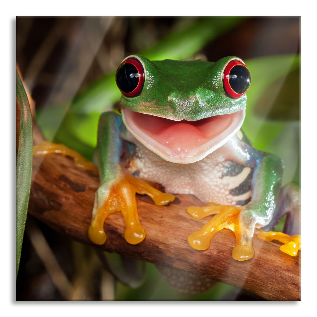 Glasbild Lachender Frosch mit Roten Augen auf Ast