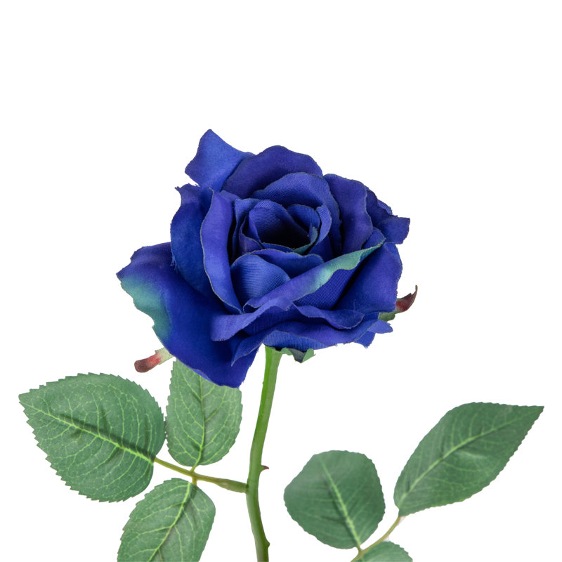 Rosiers en fleurs
