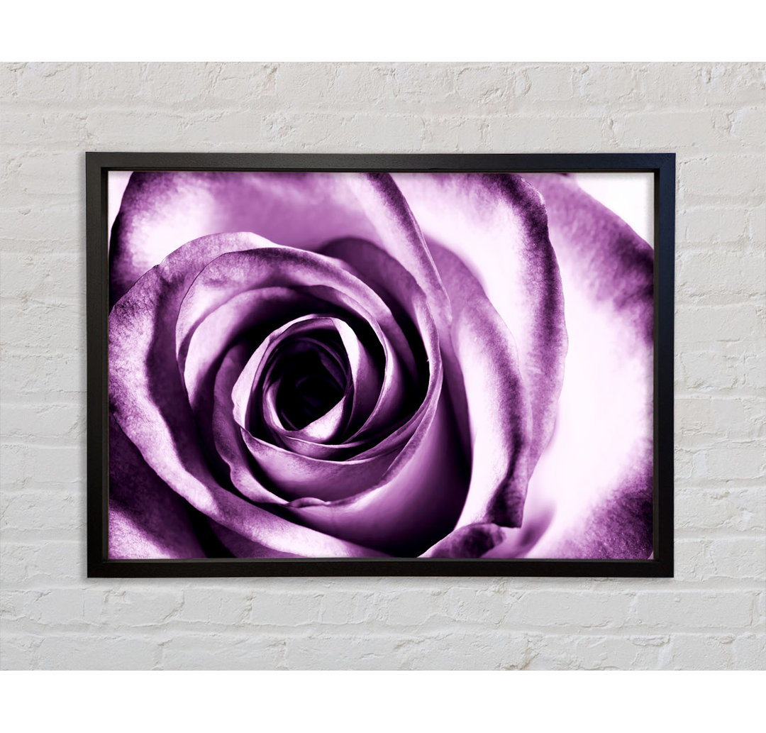 Purple Rose Delight - Einzelner Bilderrahmen Kunstdrucke auf Leinwand