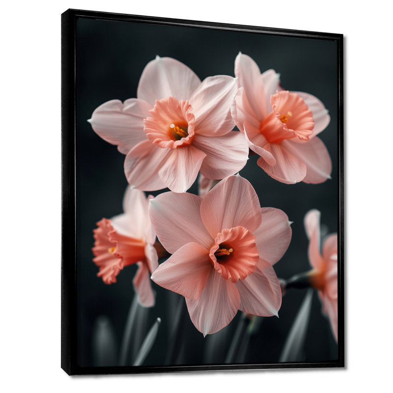 «Pink Black Ethereal Emblem Daffodils» - impression d'art mural jonquilles, Cadre flottant noir, H 16 po x l 32 po