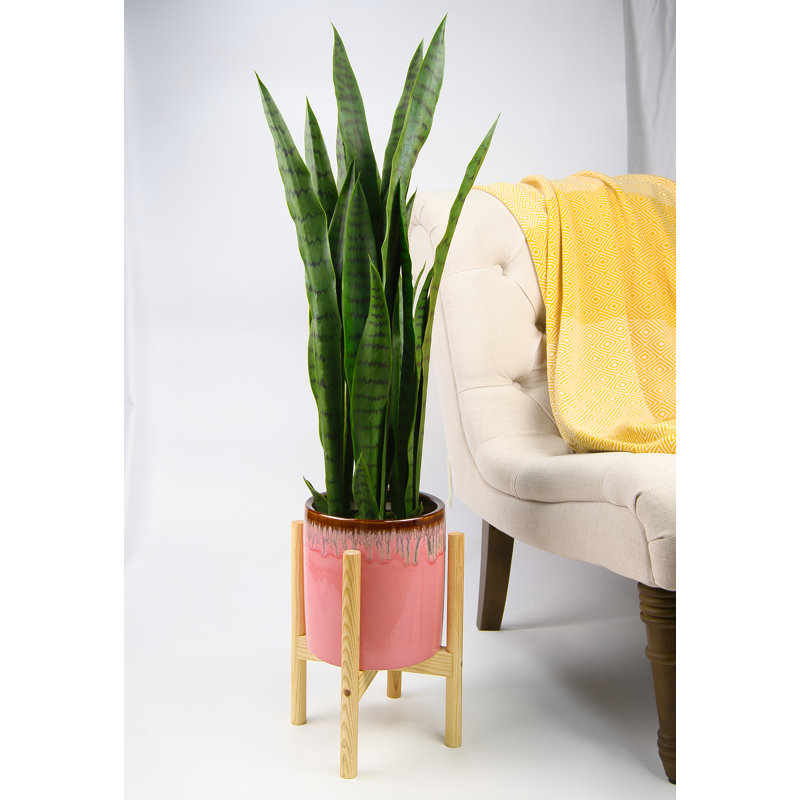 Pot à fleurs Olivencia, Rose / hêtre naturel, H 13,4 po x l 10,5 po x P 10,5 po