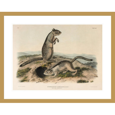 «Spermophile (Spermophillus douglassii)» par John James Audubon
