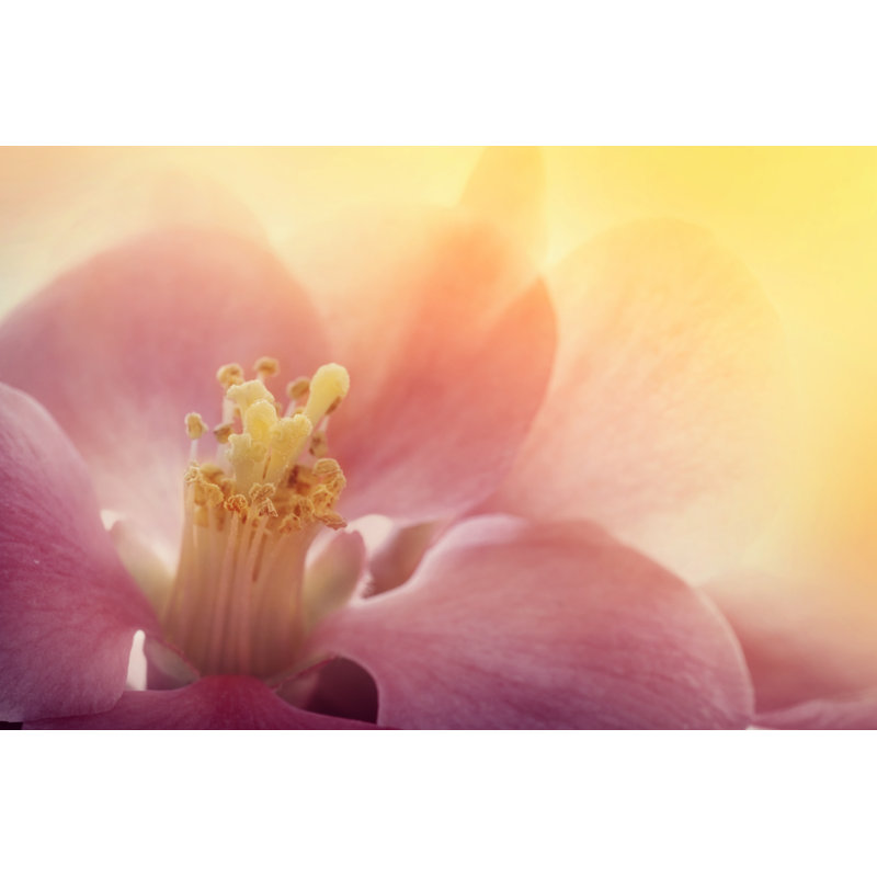 Pink Flower - Wrapped Canvas Print, 30cm H x 46cm W x 3.8cm D