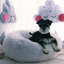 Almaguer Calming Round Donut Plush Dog Cuddler Bed-695135613-695170518