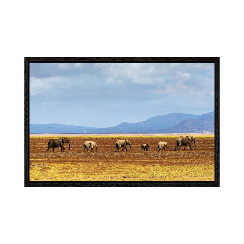 Row Of Elephants Walking In Dried Lake II by Susan Schmitz - Print on Canvas, 66.04cm H x 101.6cm W x 3.81cm D