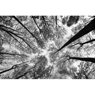 «Look Up I BW»