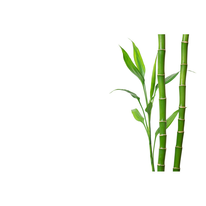 Green Bamboo by Valio84sl - Wrapped Canvas Print, 30cm H x 46cm W x 3.8cm D