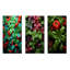 Herbes Basil Vibrance II - ensemble de 3 reproductions d'art en métal Herbs-1938029639
