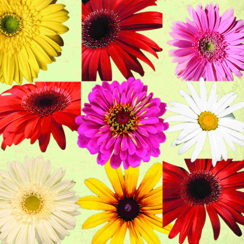 Gerber Daisy 9 - peinture sur toile tendue, H 36 po x l 36 po