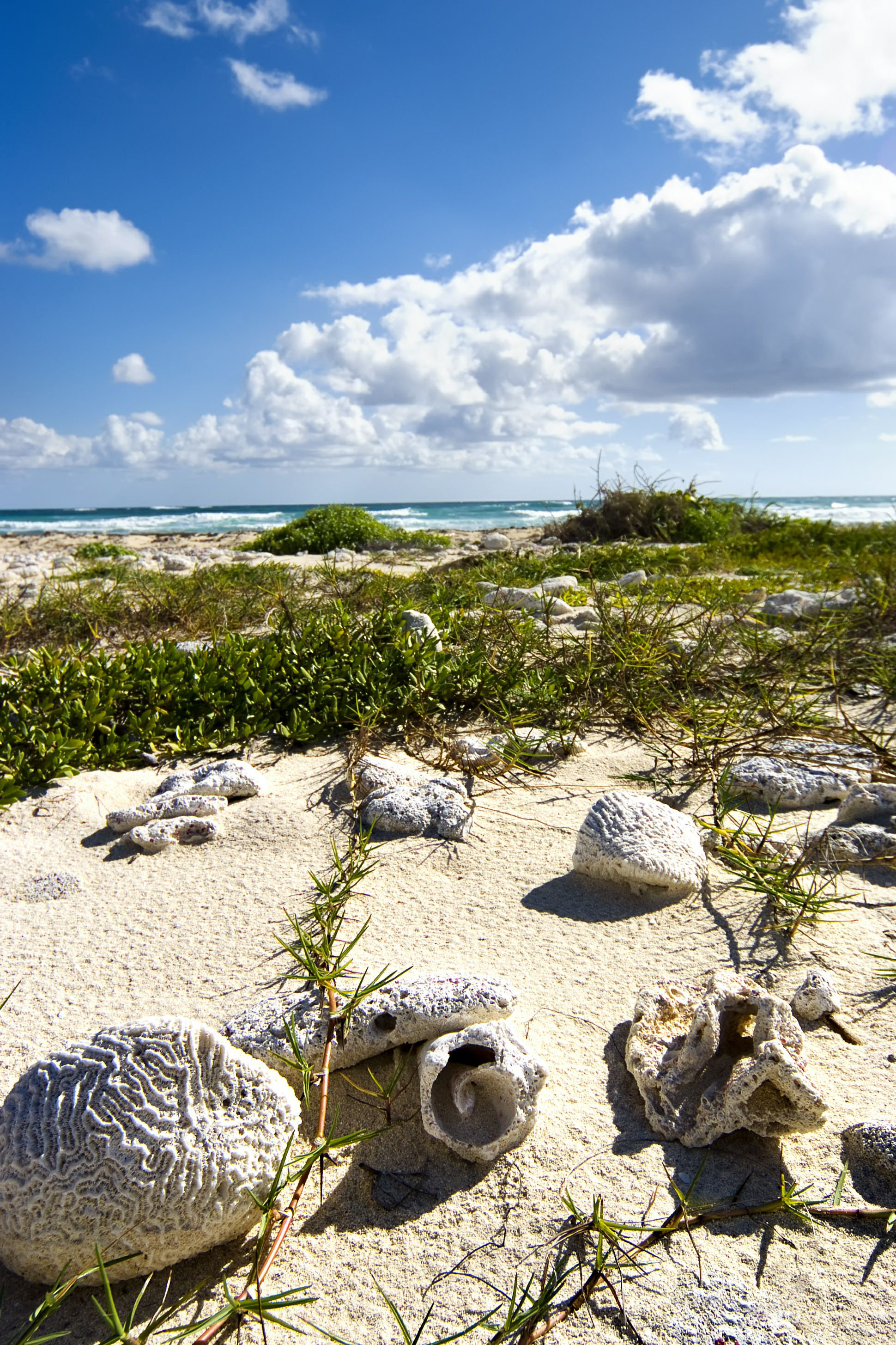 Highland Dunes Allibert Shells Of Coral - Wrapped Canvas Photograph ...