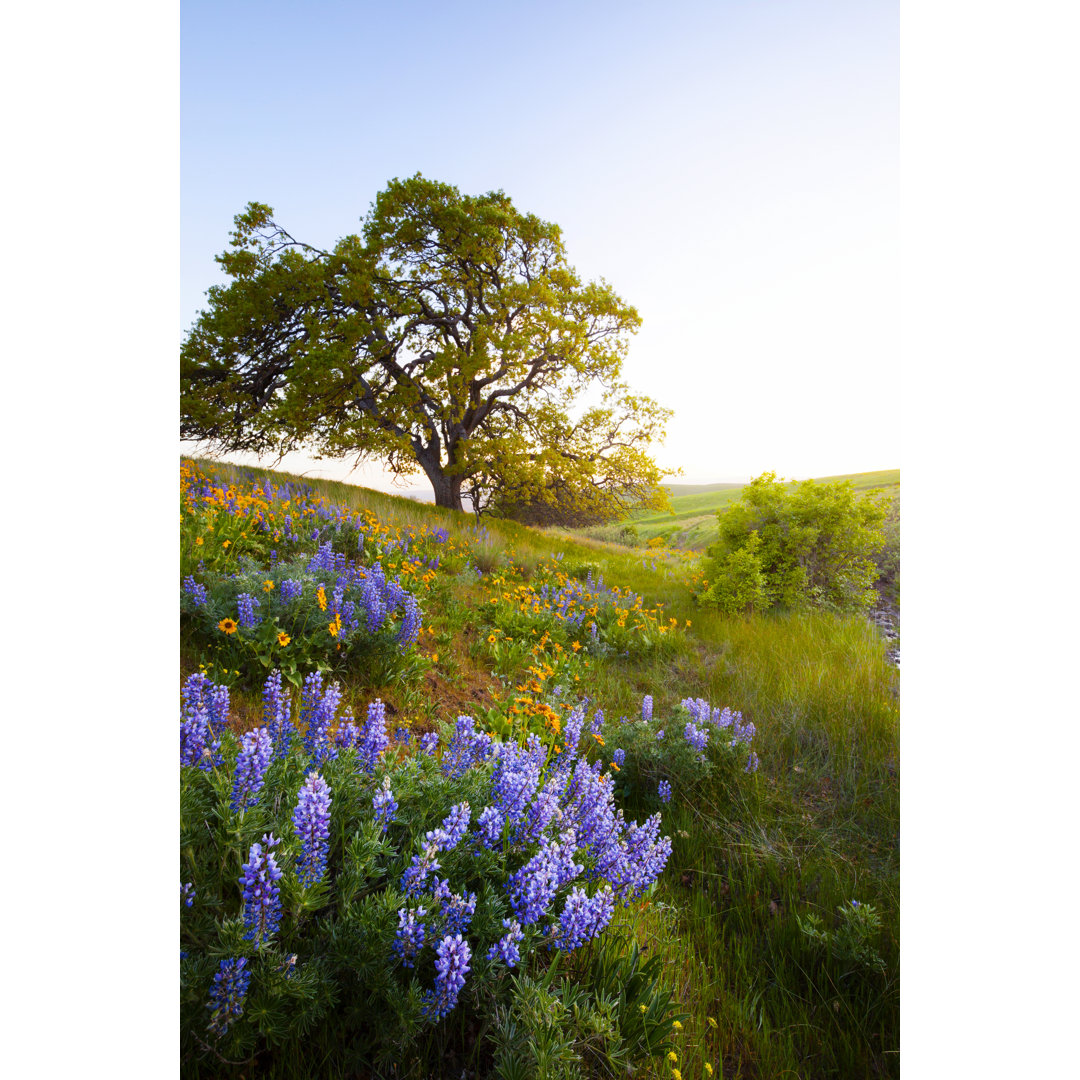 Columbia Hills State Park Washington von DaveAlan - Kunstdrucke auf Leinwand