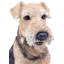 Figurine Airedale Terrier