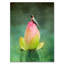 Vidur «Hummingbird and the Lotus Flower», impression sur toile tendue-22076740