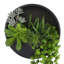 Pot à fleurs mural Danita avec Sedum et Echeveria-793545013