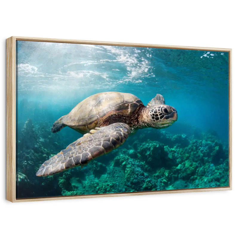 Maui Turtle, Floating Frame Natural Wood, 40" X 27"