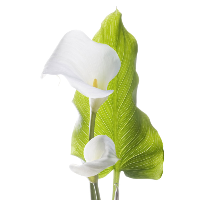 Calla par Mediaproduction, H 18 po x l 12 po