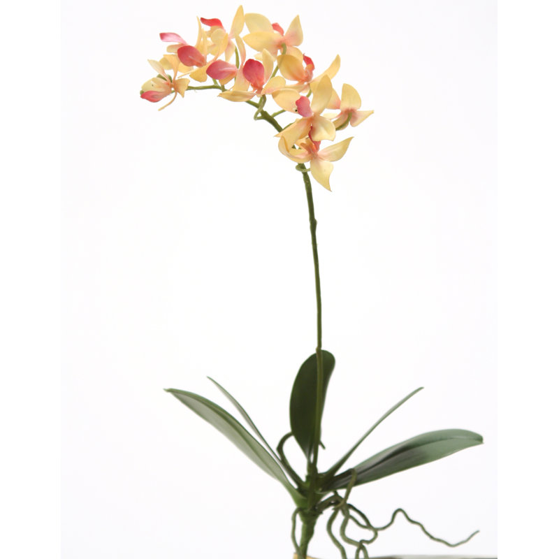 MINI PLANTES 14,5 "PHALAENOPSIS (ensemble de 12)