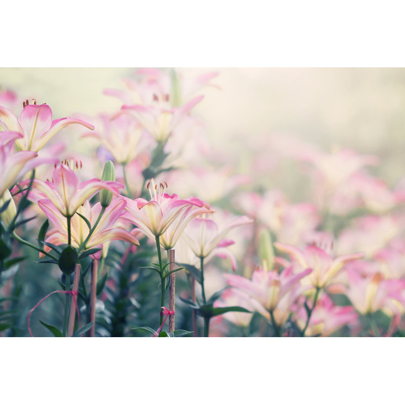 Lilly Flower In The Garden - Wrapped Canvas Print, 30cm H x 46cm W x 3.8cm D