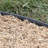 1.5'' H x 4'' W Black Metal Lawn Edging-55275693