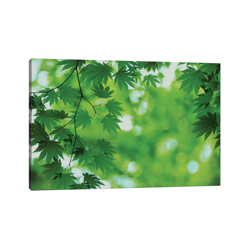 Full-Moon Maple Leaves, Hokkaido, Japan by Masami Goto - Wrapped Canvas Print, 101.6 cm H x 66.04 cm W x 3.175 cm D