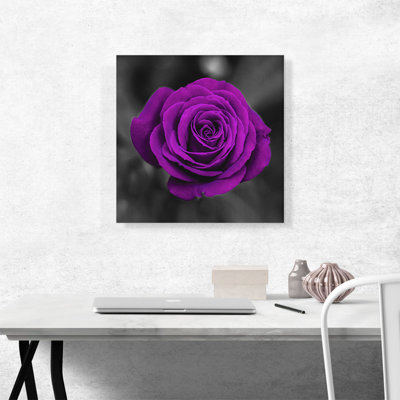 " Purple Rose Flower In Garden "