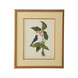 Catesby Bird And Botanical IV Print