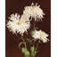 «Lark Manor ™ Kazumasa», art de la galerie Ogawa, titre: Chrysanthemum 64383-1444458522