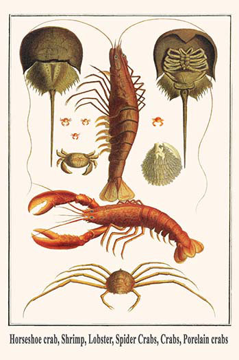 « cheval crab crevette-araignées crabes crabes crabes crabes crabes porelain crabes » par albertus seba, impression