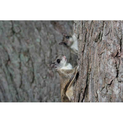 " Flying Squirrel " by Eei_Tony