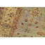 Oriental Area Rug