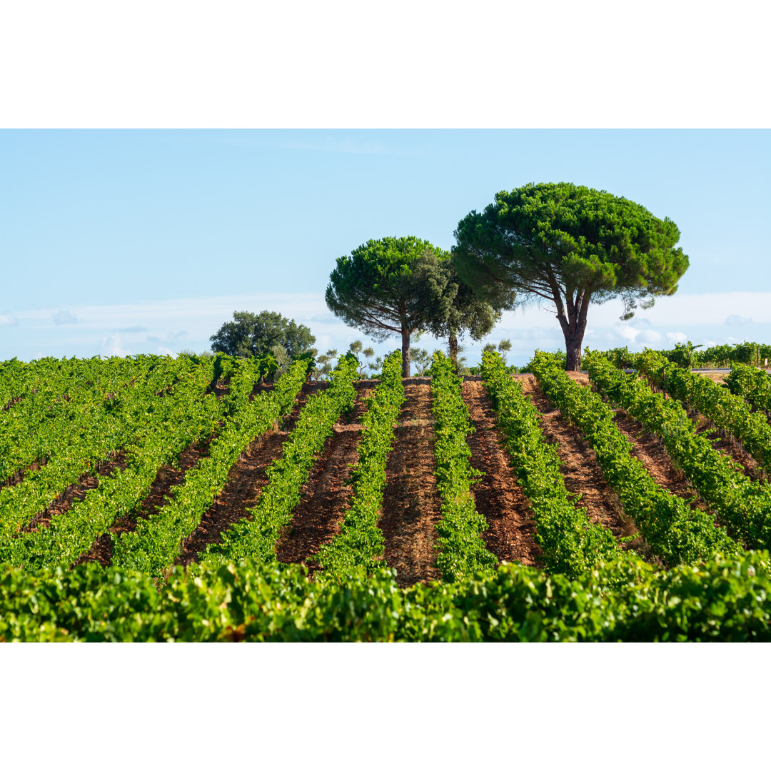 Rows Of Ripe Syrah von Barmalini - Kunstdrucke auf Leinwand