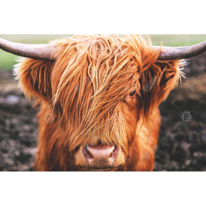 Portrait Portrait Highland Cow Canvas - Décor d'animaux de ferme pour la maison