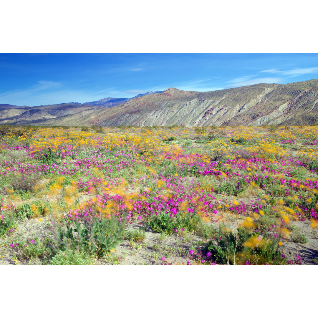 Anza Borrego Wildblumen - Kunstdrucke auf Leinwand