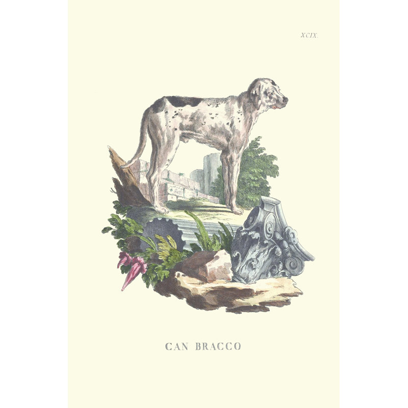 French Dogs VIII - Wrapped Canvas Print, 46cm H x 30cm W