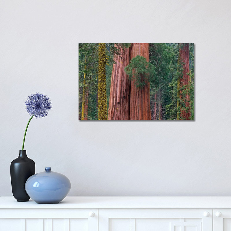 Giant Sequoia Trees, California by Tim Fitzharris - Wrapped Canvas Print, 30.48 cm H x 45.72 cm W
