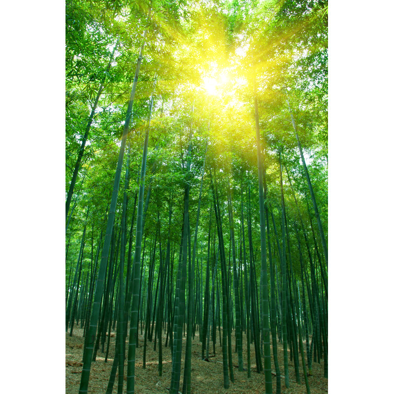 Forêt de bambou avec soleil du matin par Hudiemm, H 36 po x l 24 po