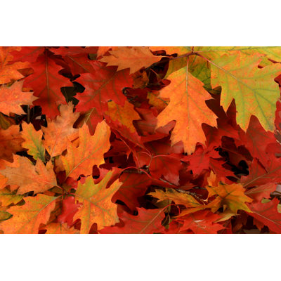 " Autumn Leaves " by Stockhlm